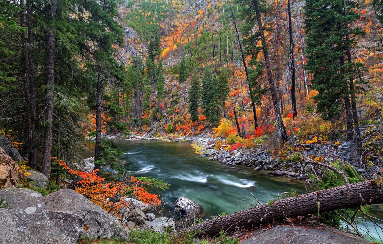 Фото обои осень, лес, деревья, река, камни, склон
