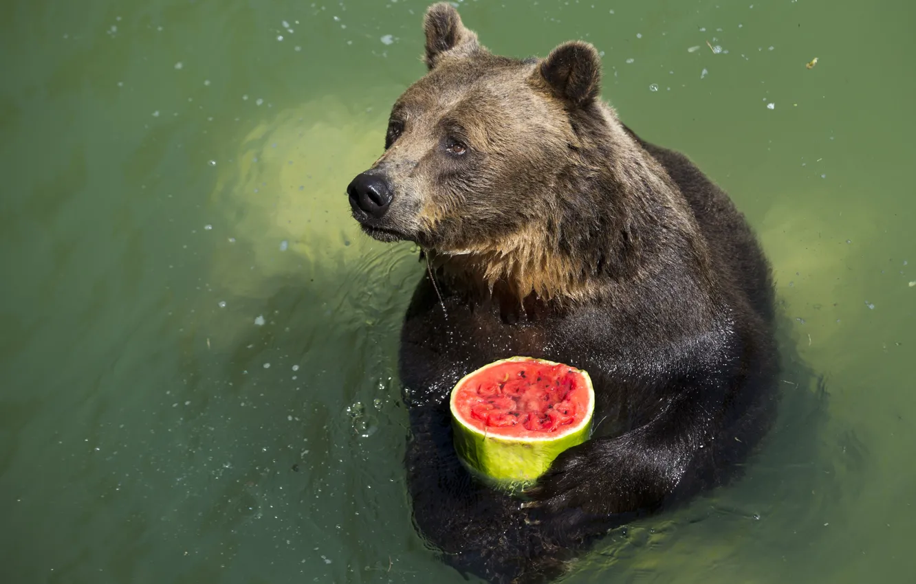 Фото обои грусть, взгляд, вода, животное, еда, арбуз, медведь, водоем