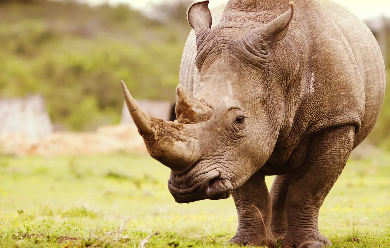 Фото обои природа, Африка, носорог