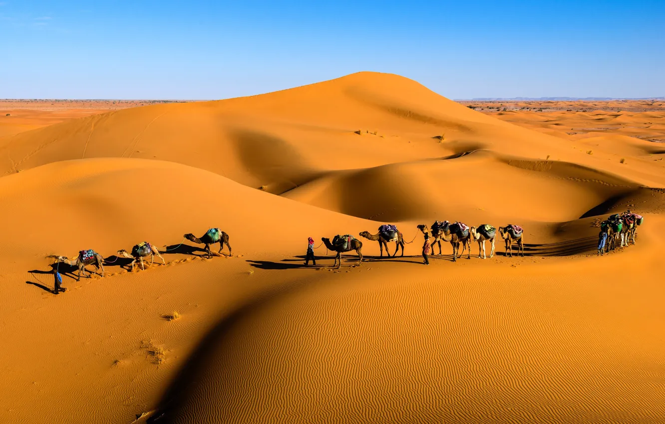 Фото обои пустыня, горизонт, desert, верблюды, караван, horizon, Saudi Arabia, camels