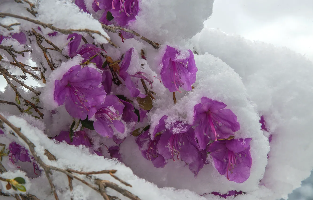 Фото обои фиолетовый, снег, холодно