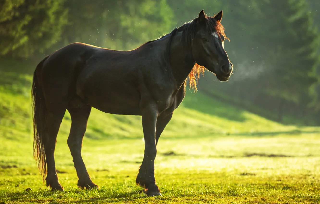 Фото обои зелень, трава, солнце, деревья, лошадь, боке