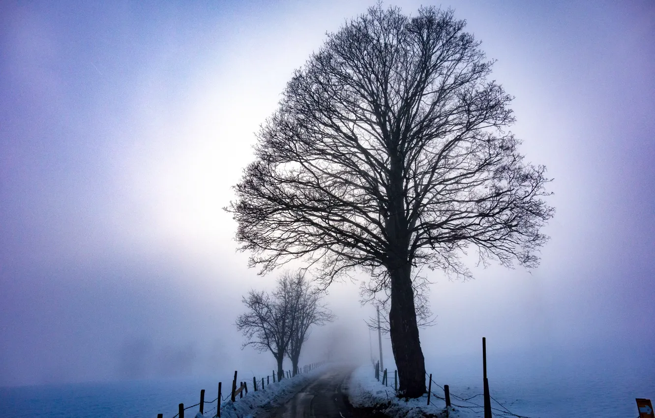 Фото обои зима, дорога, туман, дерево, утро
