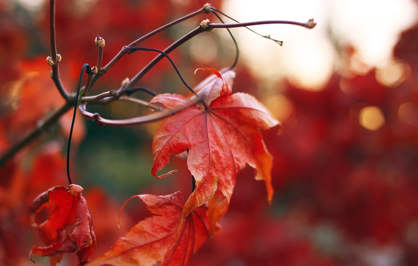 Фото обои осень, красный, лист, клен