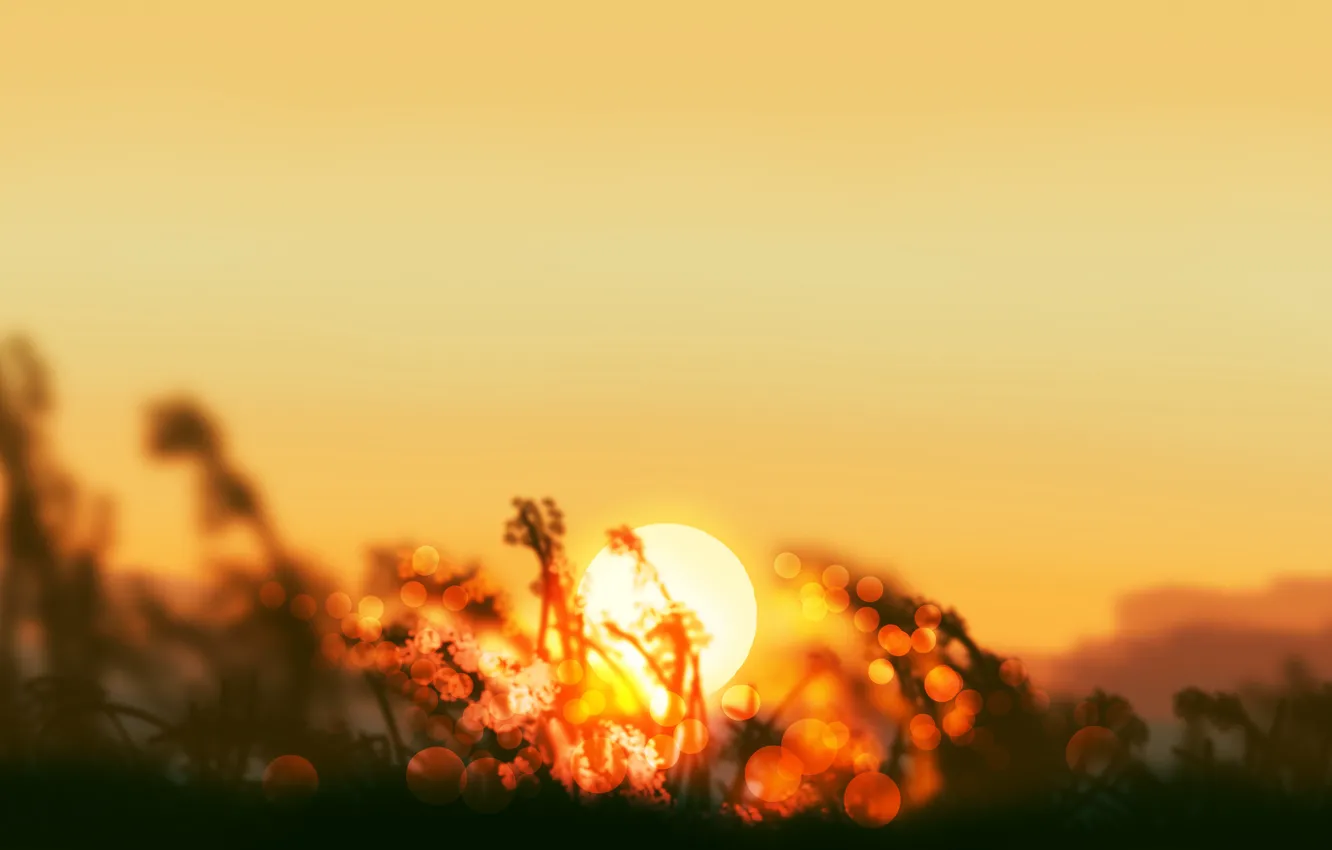 Фото обои трава, солнце, закат, природа, by Gracile