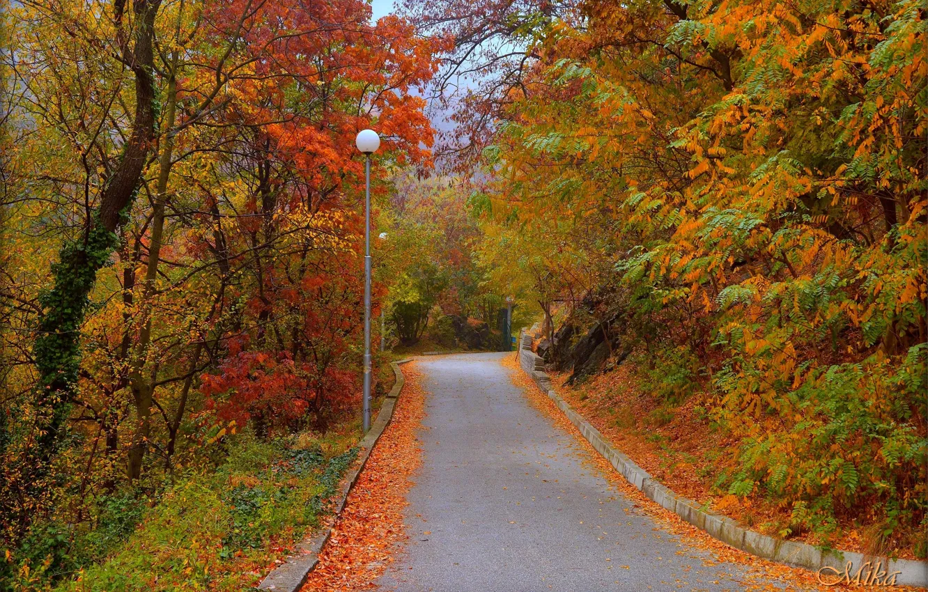 Фото обои Дорога, Осень, Деревья, Fall, Листва, Autumn, Colors, Road