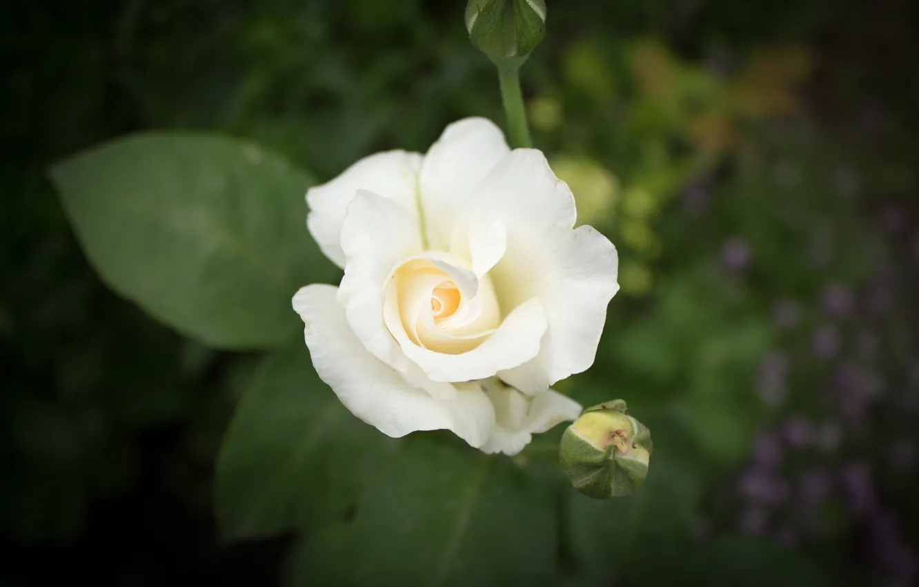Фото обои Роза, Цветок, Бутон