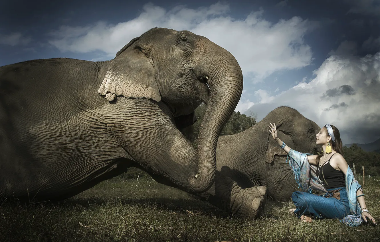 Фото обои девушка, слон, азиатка