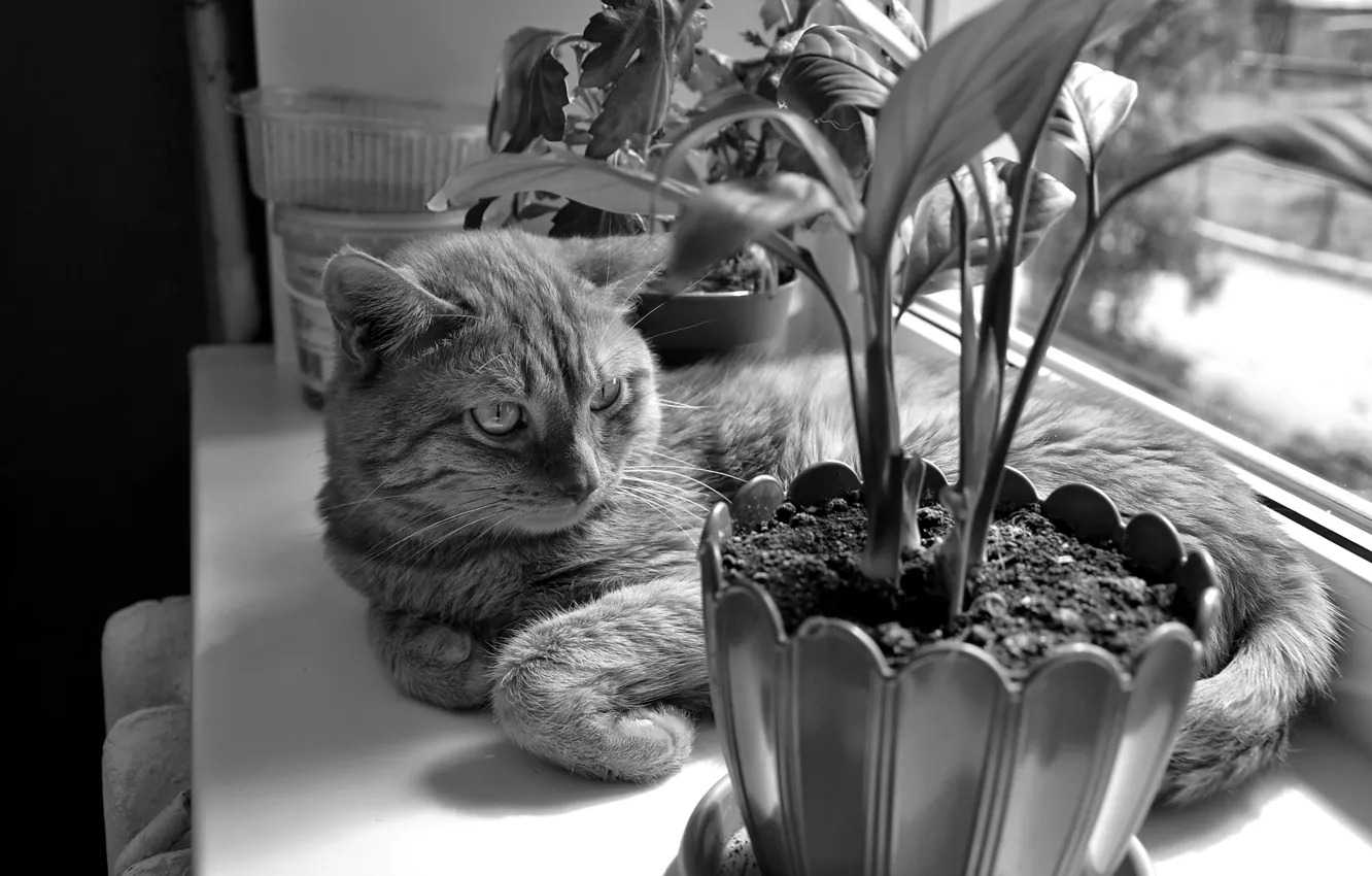 Фото обои кот, цветы, отдых, полотенце, комод, черно белая.