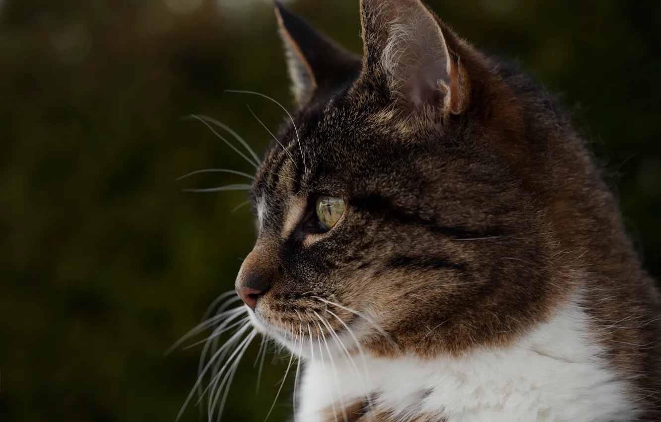 Фото обои кошка, кот, взгляд, морда, темный фон, серый, портрет, профиль