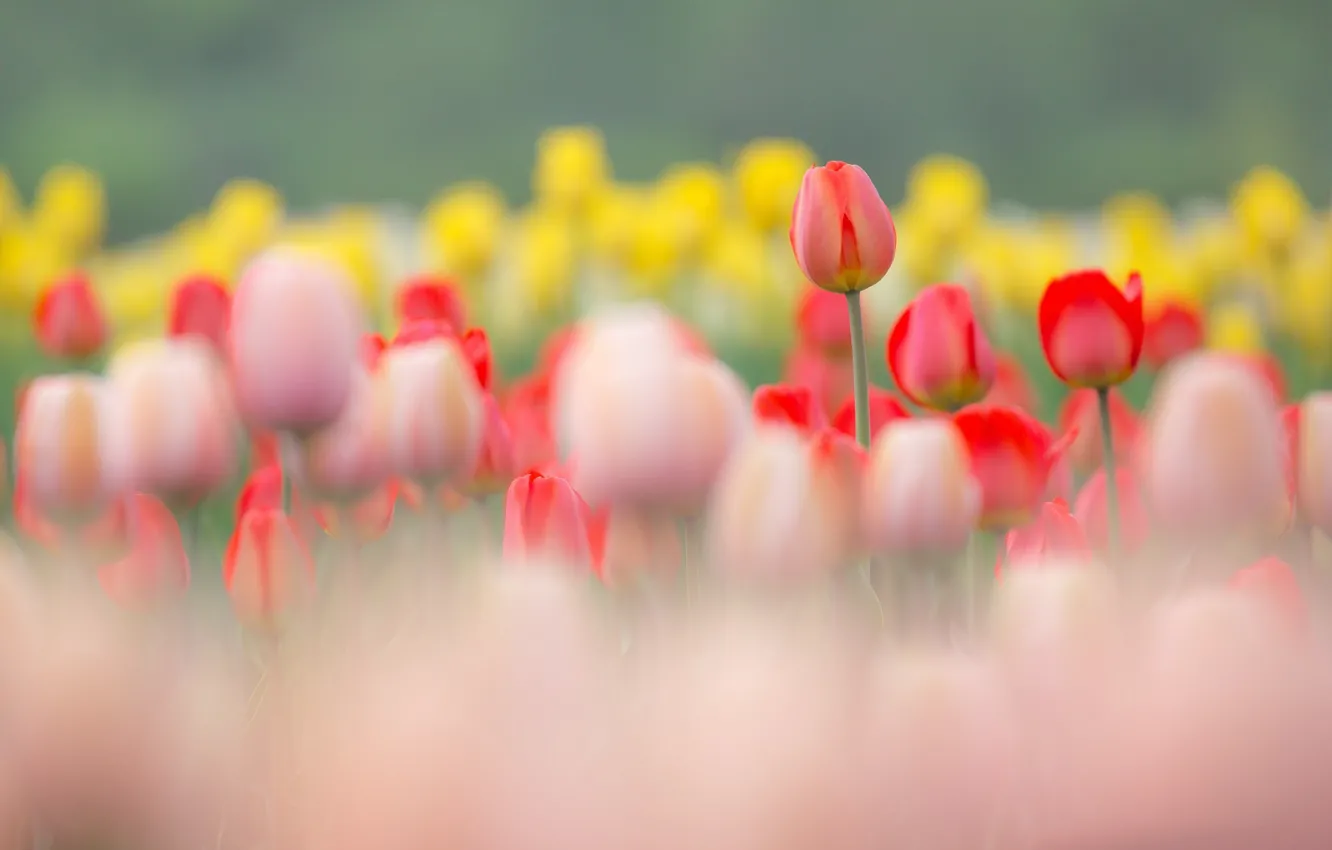 Фото обои цветы, тюльпаны, flowers, tulips