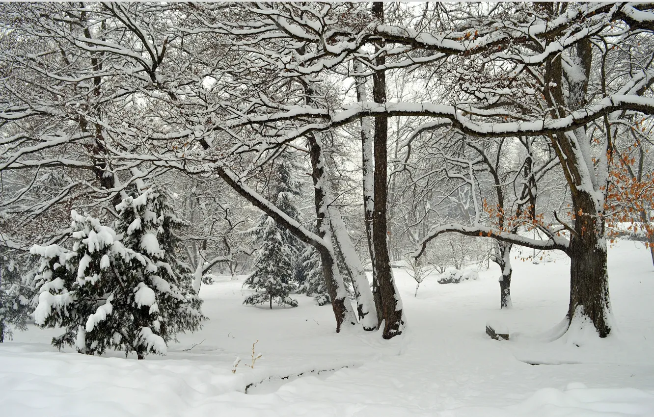 Фото обои Зима, Деревья, Снег, Парк, Мороз, Frost, Park, Snow