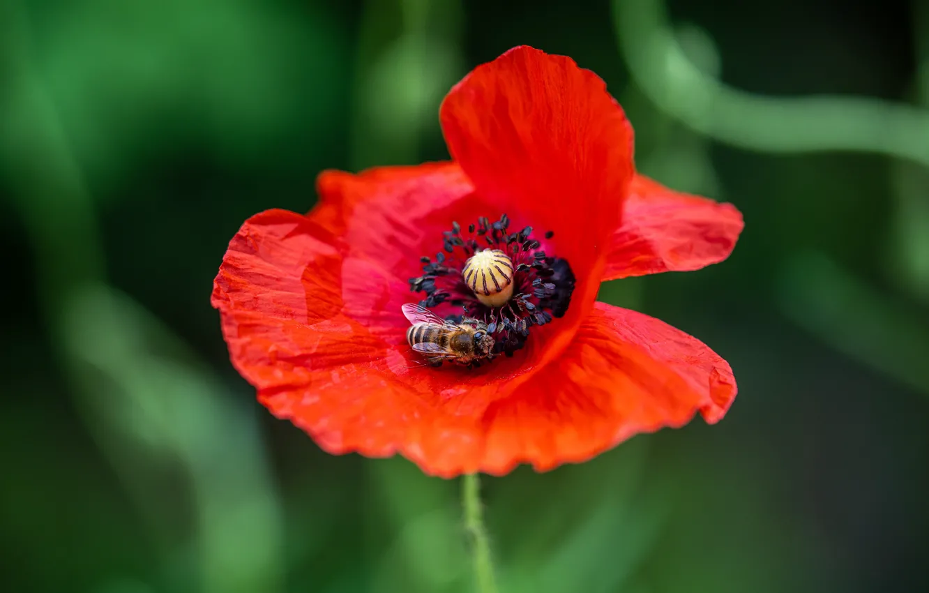 Фото обои зелень, цветок, красный, пчела, один, мак, маки, боке