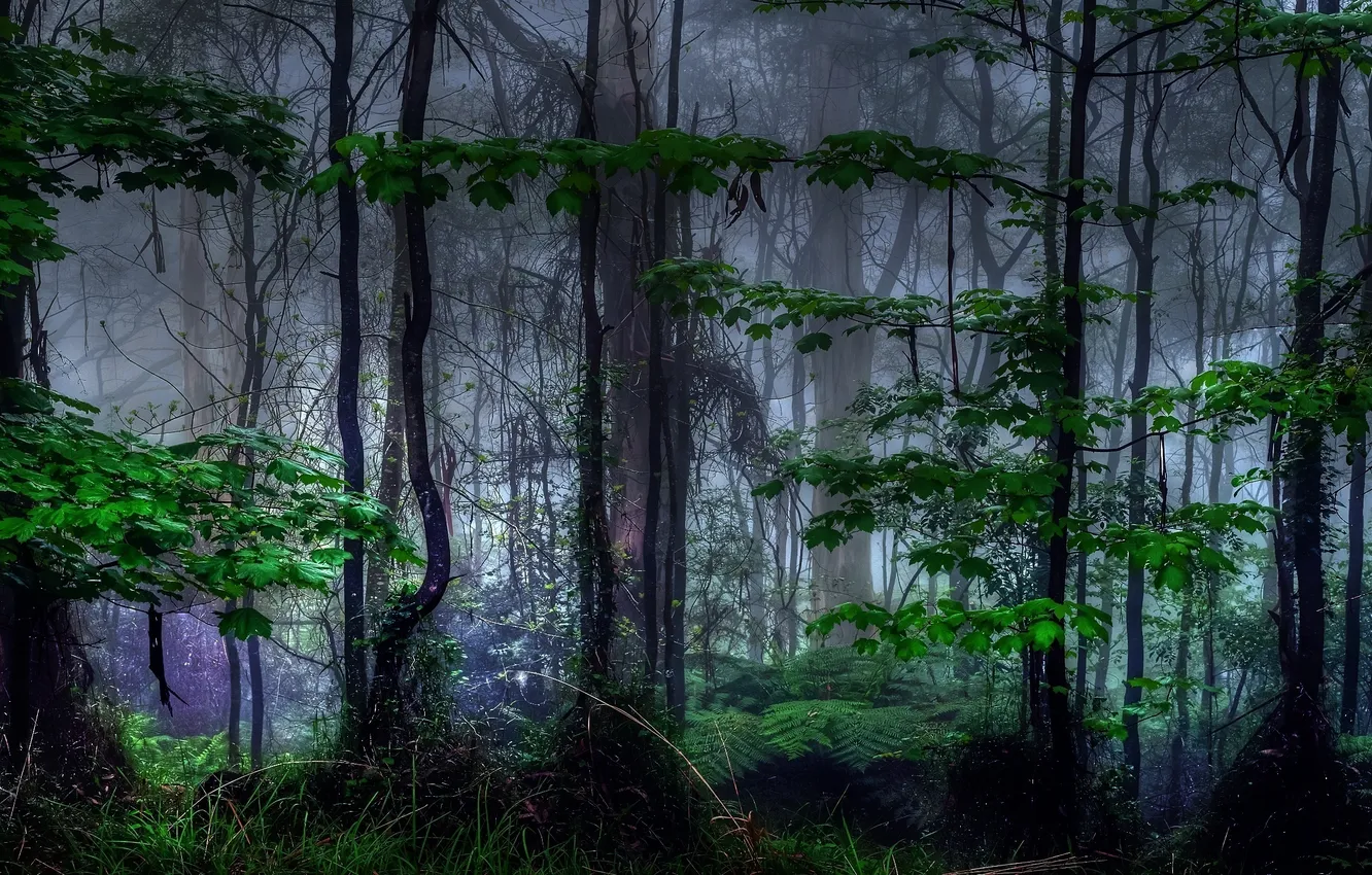 Фото обои лес, листья, деревья, ветки, природа, туман, заросли, стволы