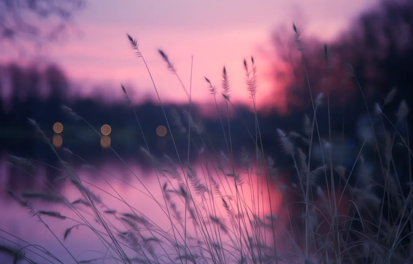 Фото обои grass, pink, lake, bokeh, herb