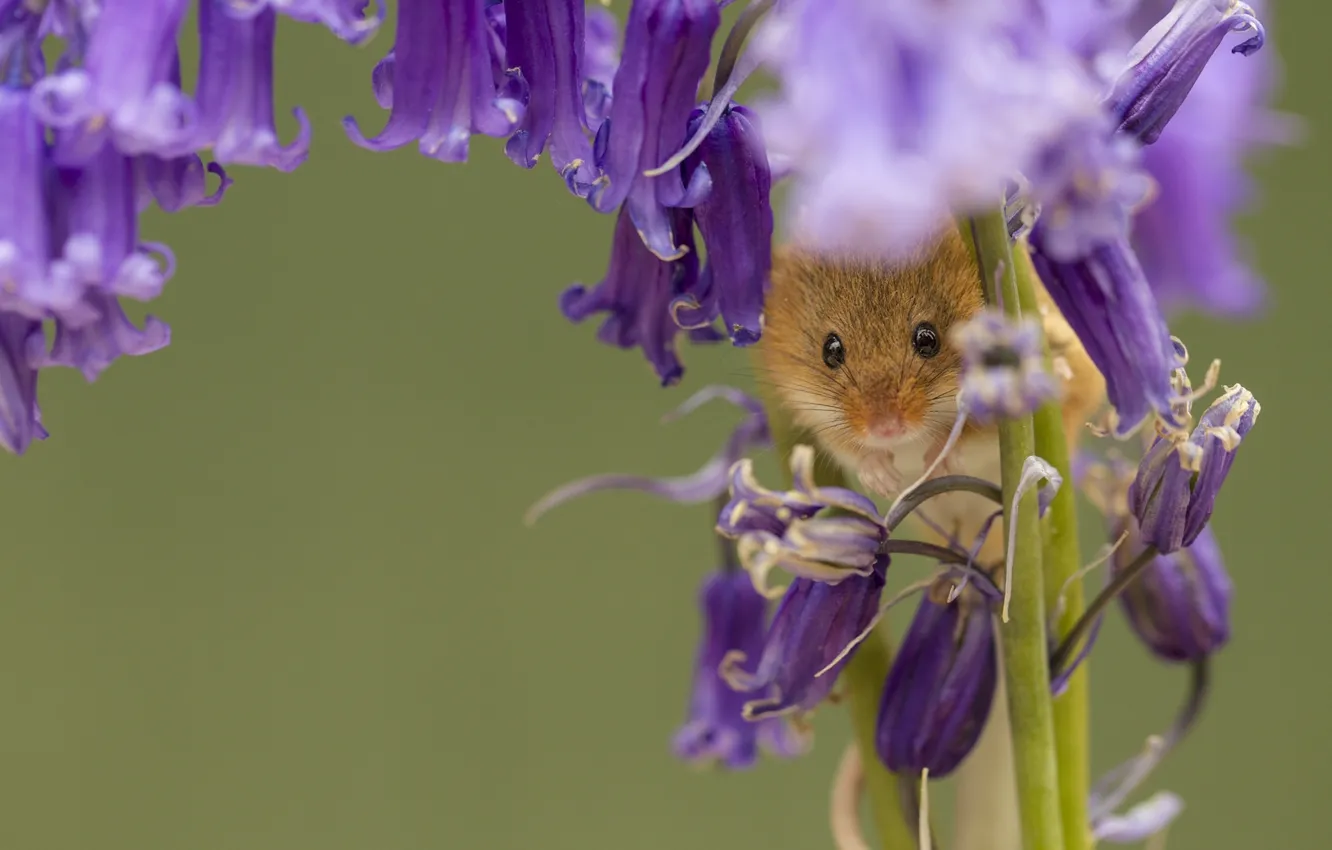 Фото обои макро, цветы, мышка, колокольчики, Harvest Mouse, Мышь-малютка
