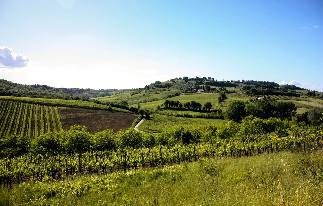 Фото обои деревья, холмы, поля, Италия, плантации, Тоскана, Tuscany