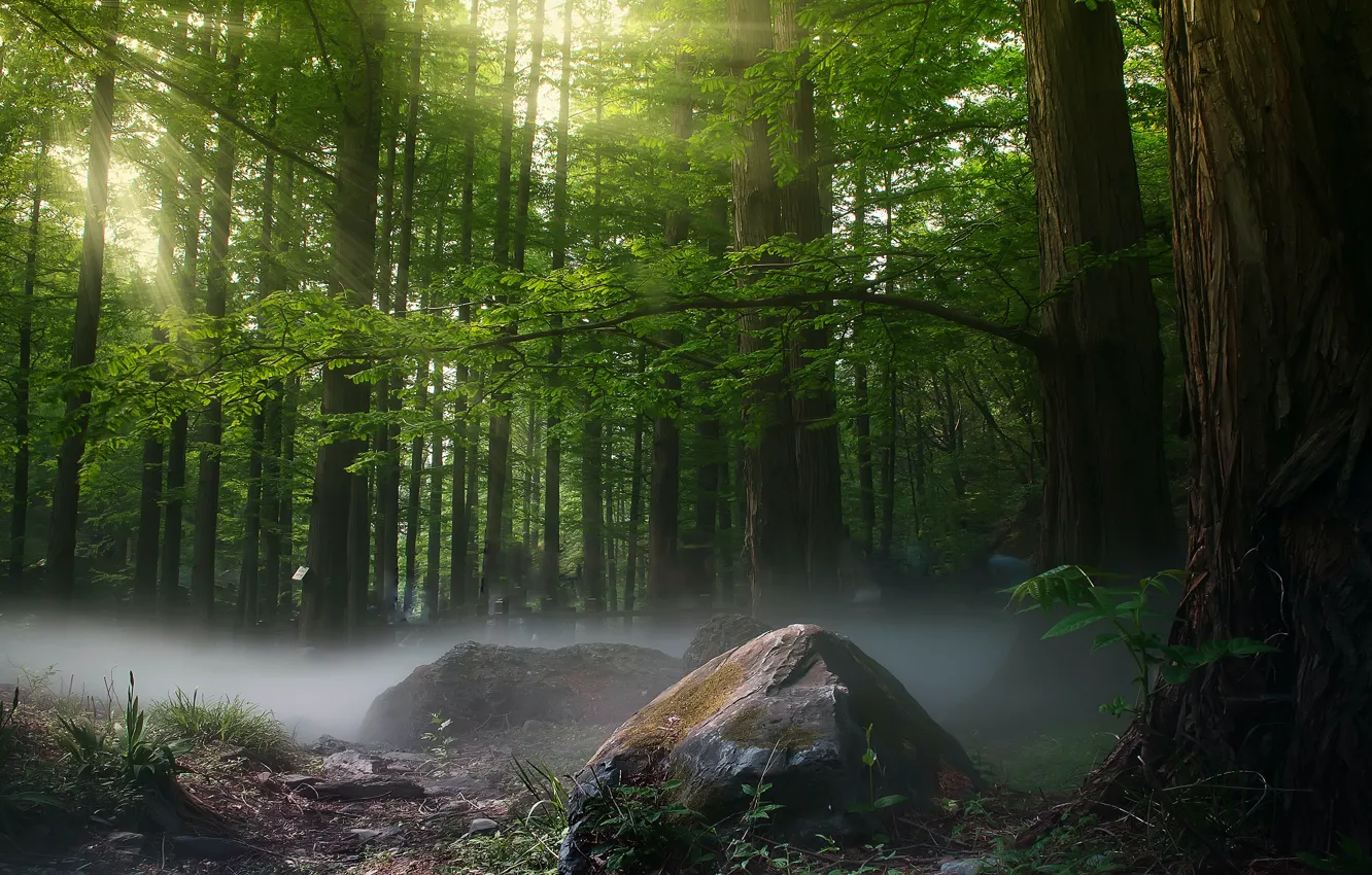 Фото обои зелень, лес, лето, свет, деревья, ветки, природа, туман