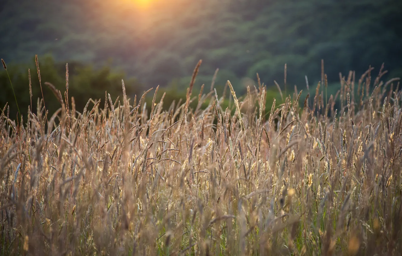 Фото обои лето, трава, колоски, солнечный свет
