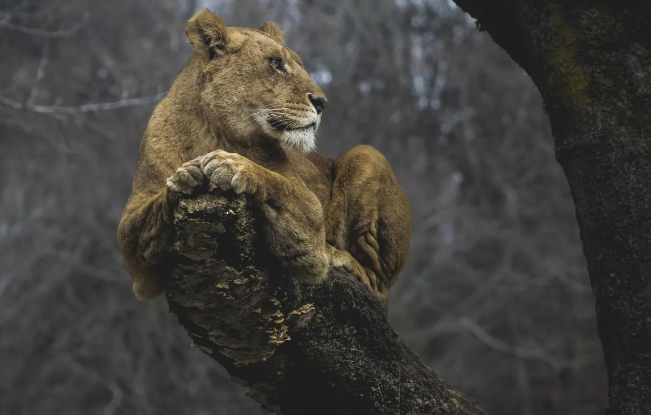Фото обои lion, predator, animal, big cat, liones