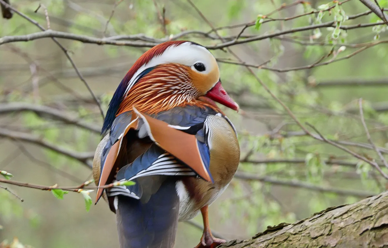 Фото обои wallpaper, red, forest, trees, bird, background, mandarin, branch