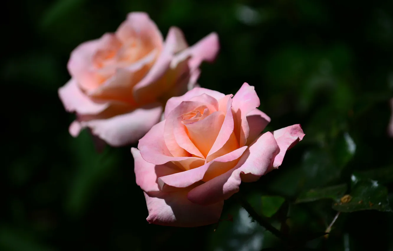 Фото обои макро, фон, розы, бутоны