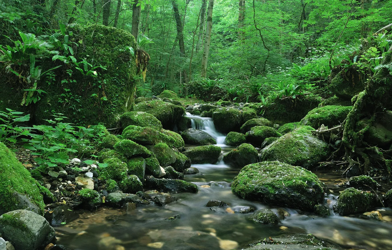 Фото обои зелень, лес, ручей, Silence