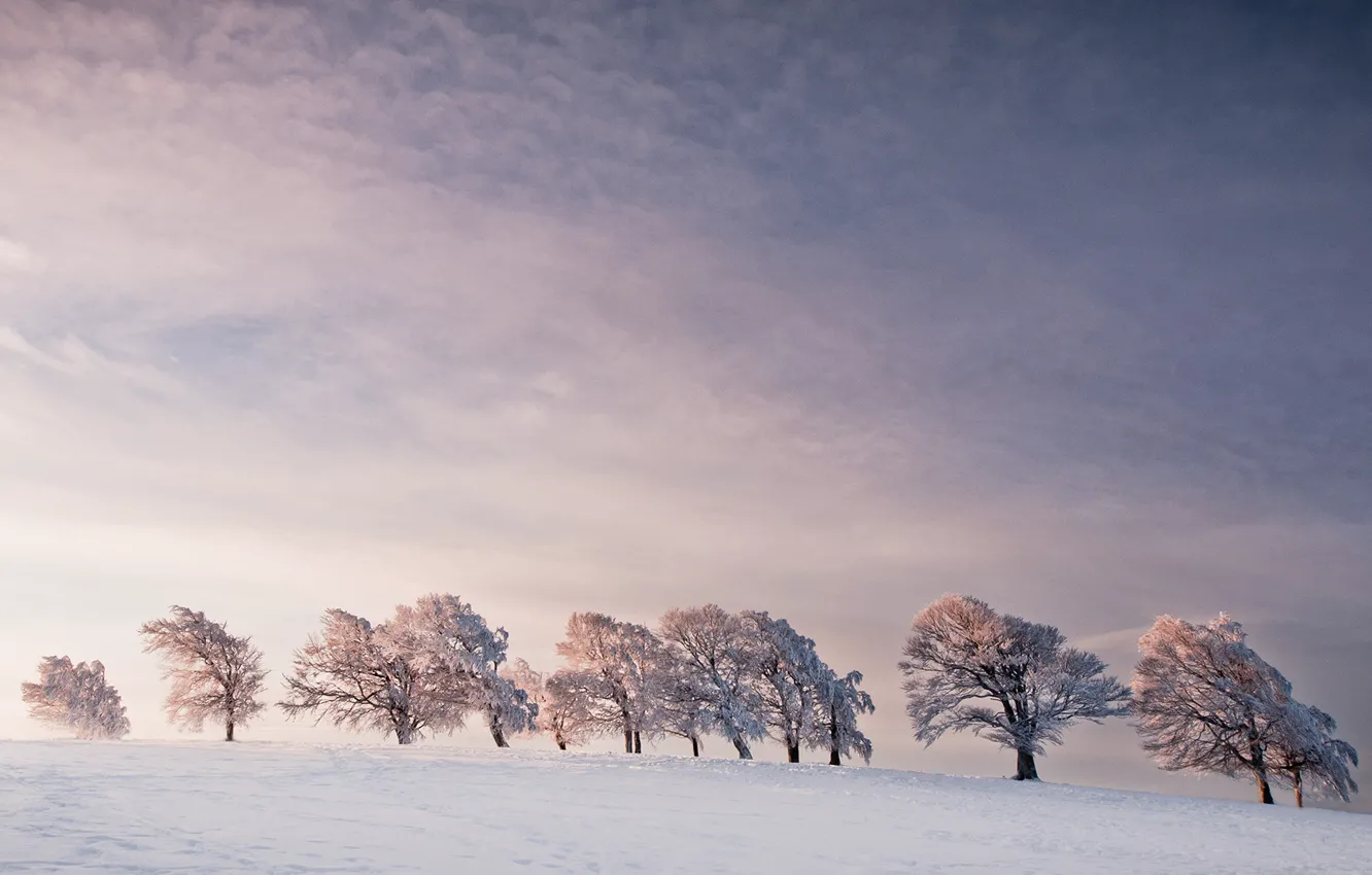 Фото обои зима, деревья, линии, ветер, горизонт, trees, Line, winter