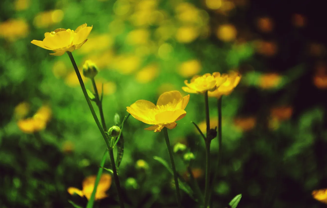 Фото обои цветы, желтые, лепестки