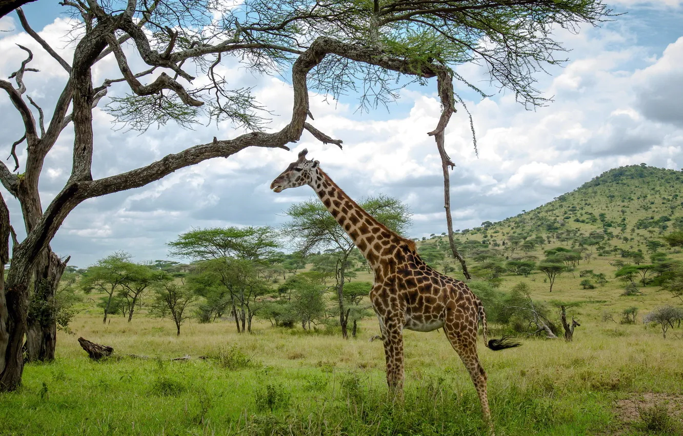 Фото обои природа, Африка, жирафа