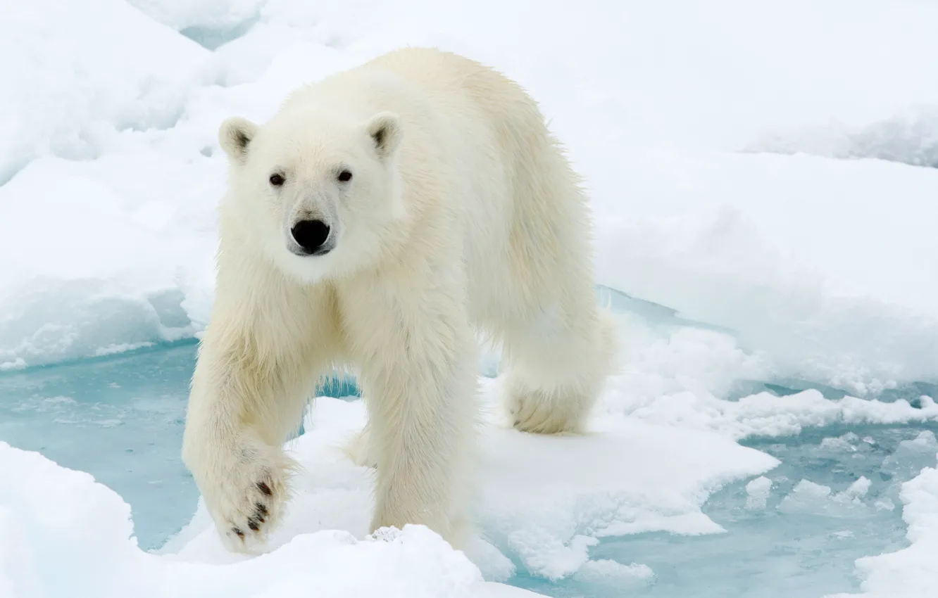 Фото обои зима, морда, вода, снег, природа, лёд, шерсть, белый медведь