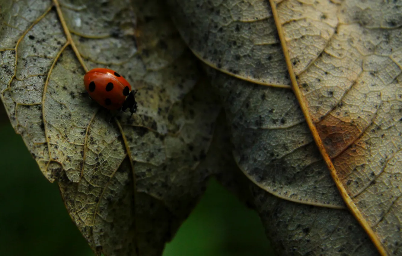 Фото обои leaf, insect, ladybird