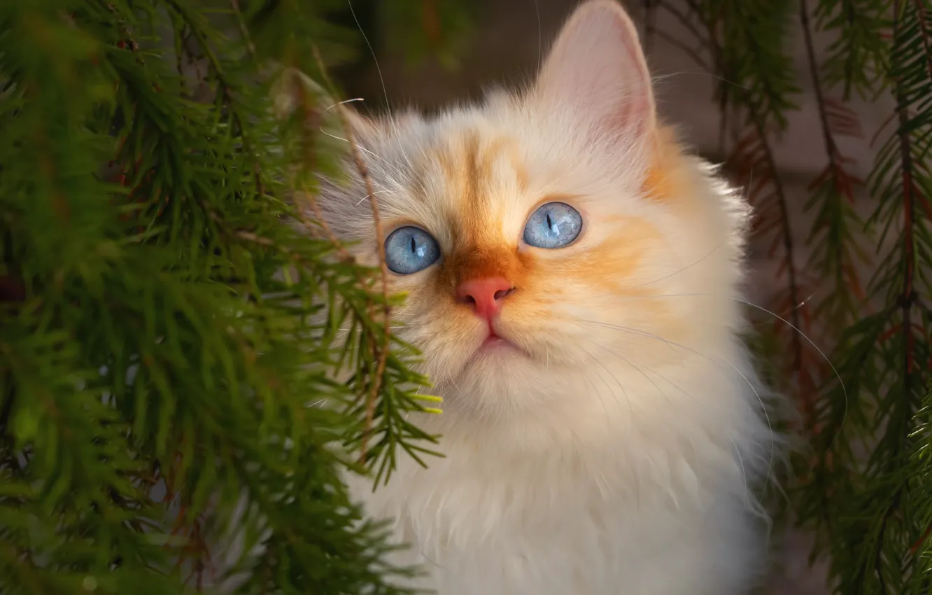 Фото обои кошка, иголки, ветки, портрет, мордочка, котёнок, голубые глаза, котейка