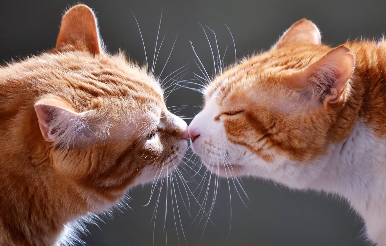 Фото обои кошка, кот, рыжие, парочка, мордочки, знакомство