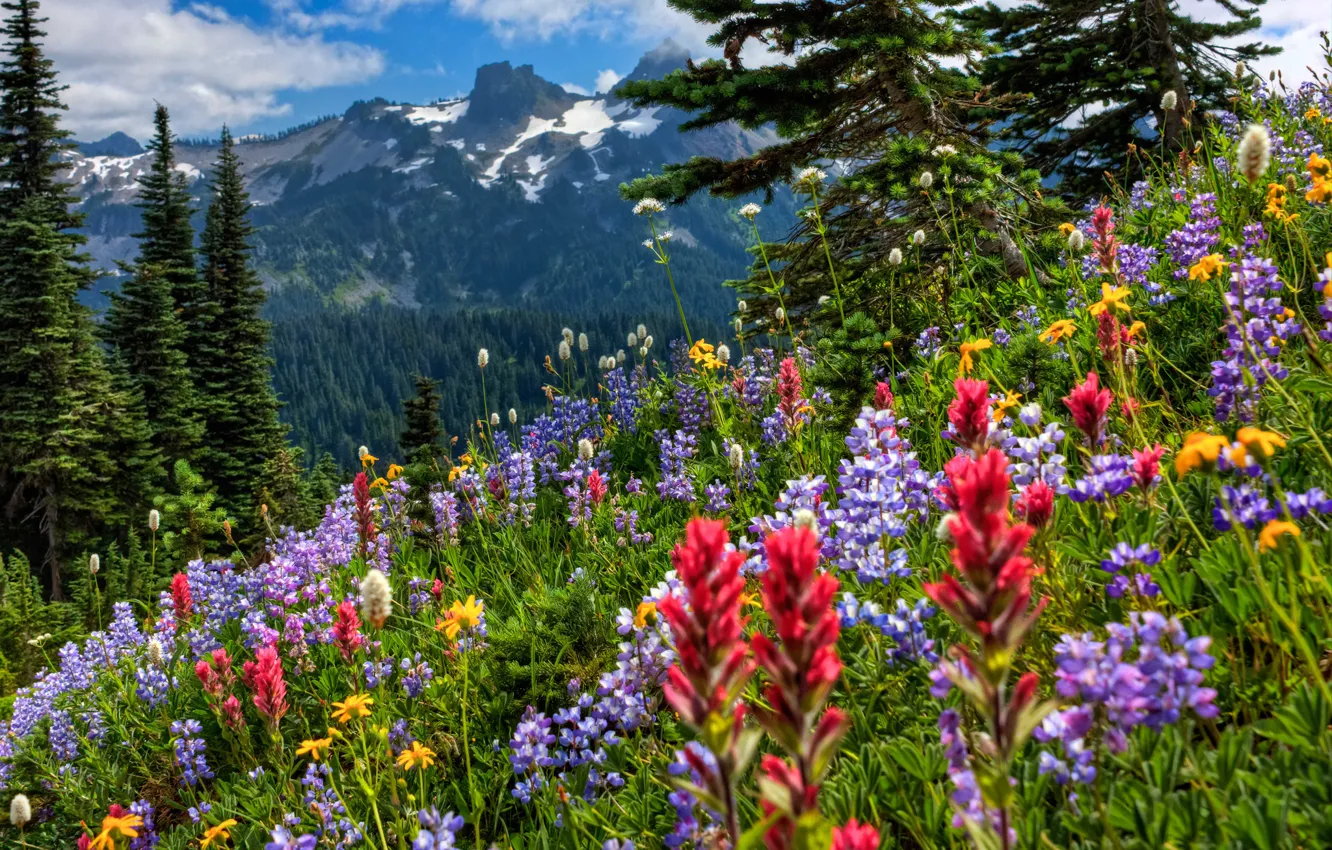 Фото обои цветы, горы, луг, Mount Rainier National Park