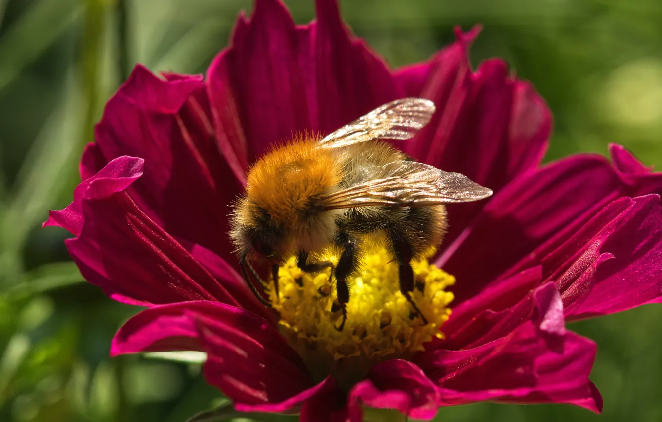 Фото обои цветок, лето, макро, пчела