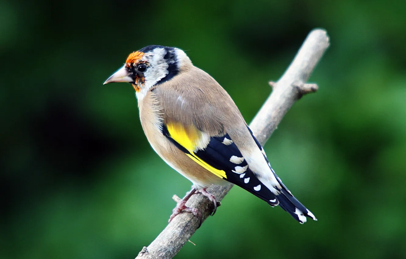 Фото обои animals, birds, goldfinch