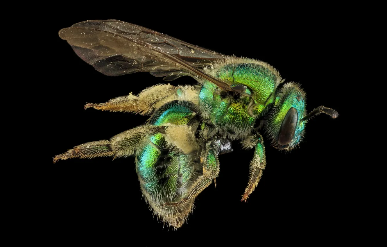 Фото обои природа, пчела, насекомое, augochloropsis metallica