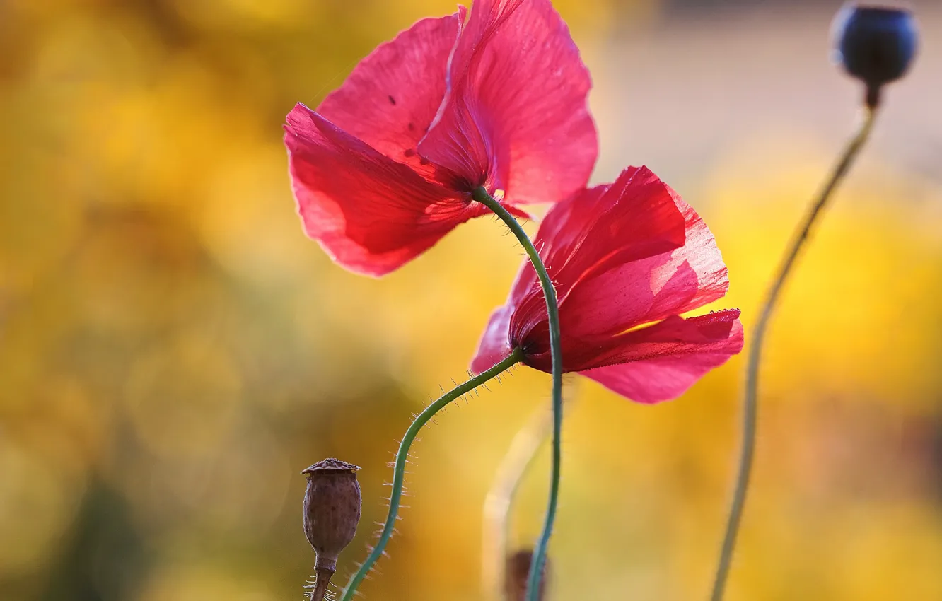 Фото обои цветы, желтый, красный, фон, две, маки, пара, розовые