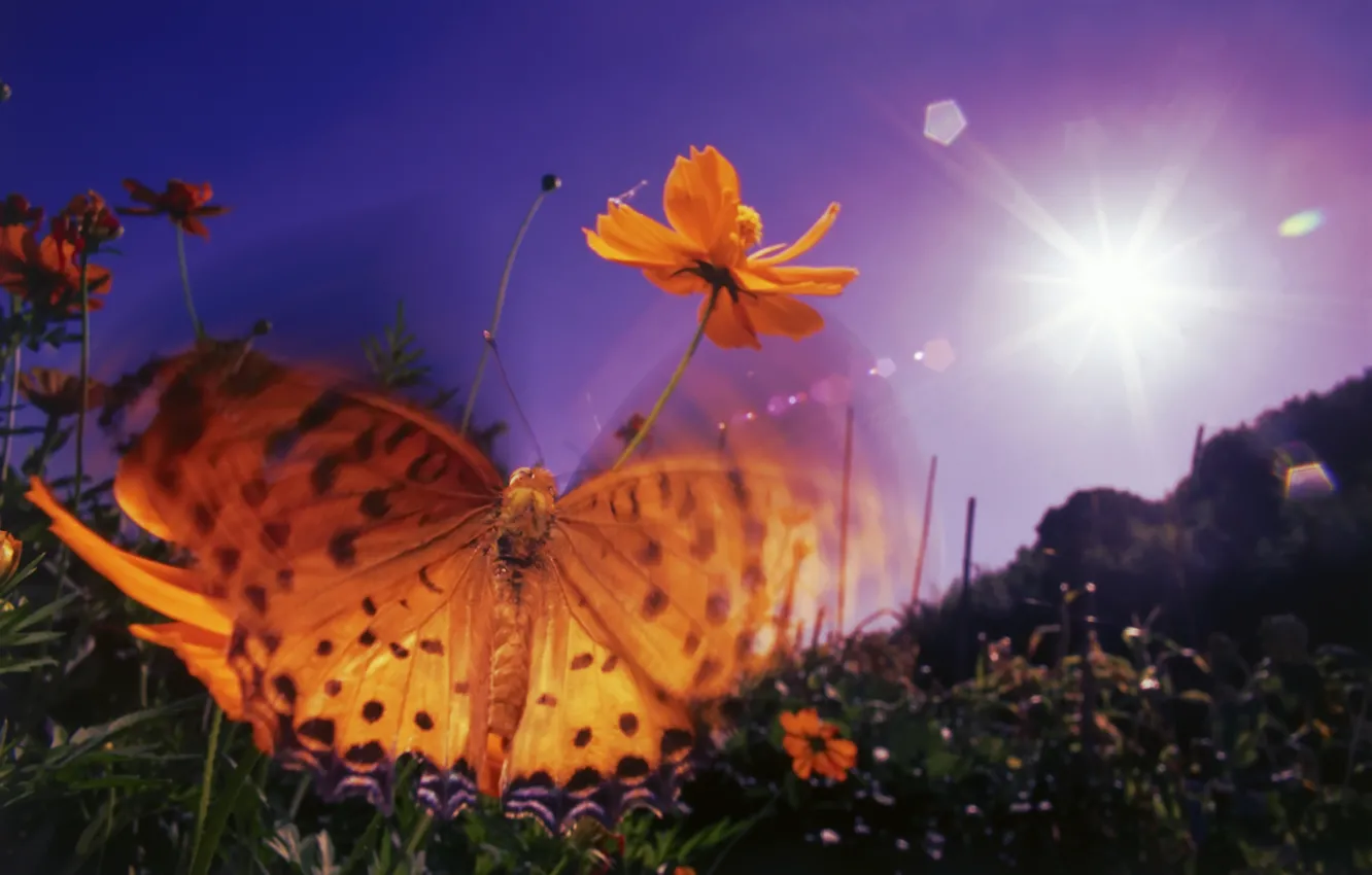Фото обои фиолетовый, небо, солнце, цветы, оранжевый, блики, бабочка, крылья