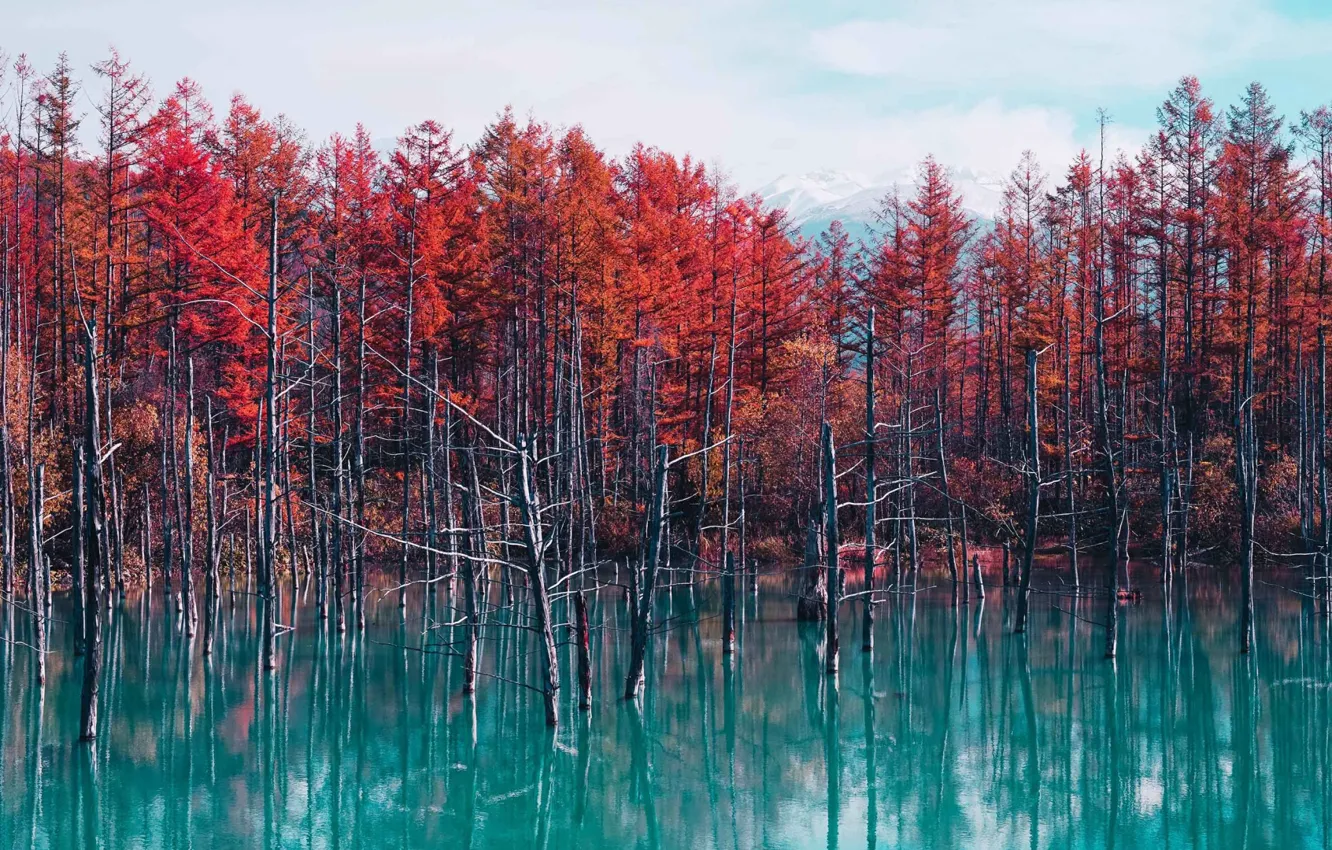 Фото обои осень, листья, деревья, озеро, forest, trees, landscape, autumn