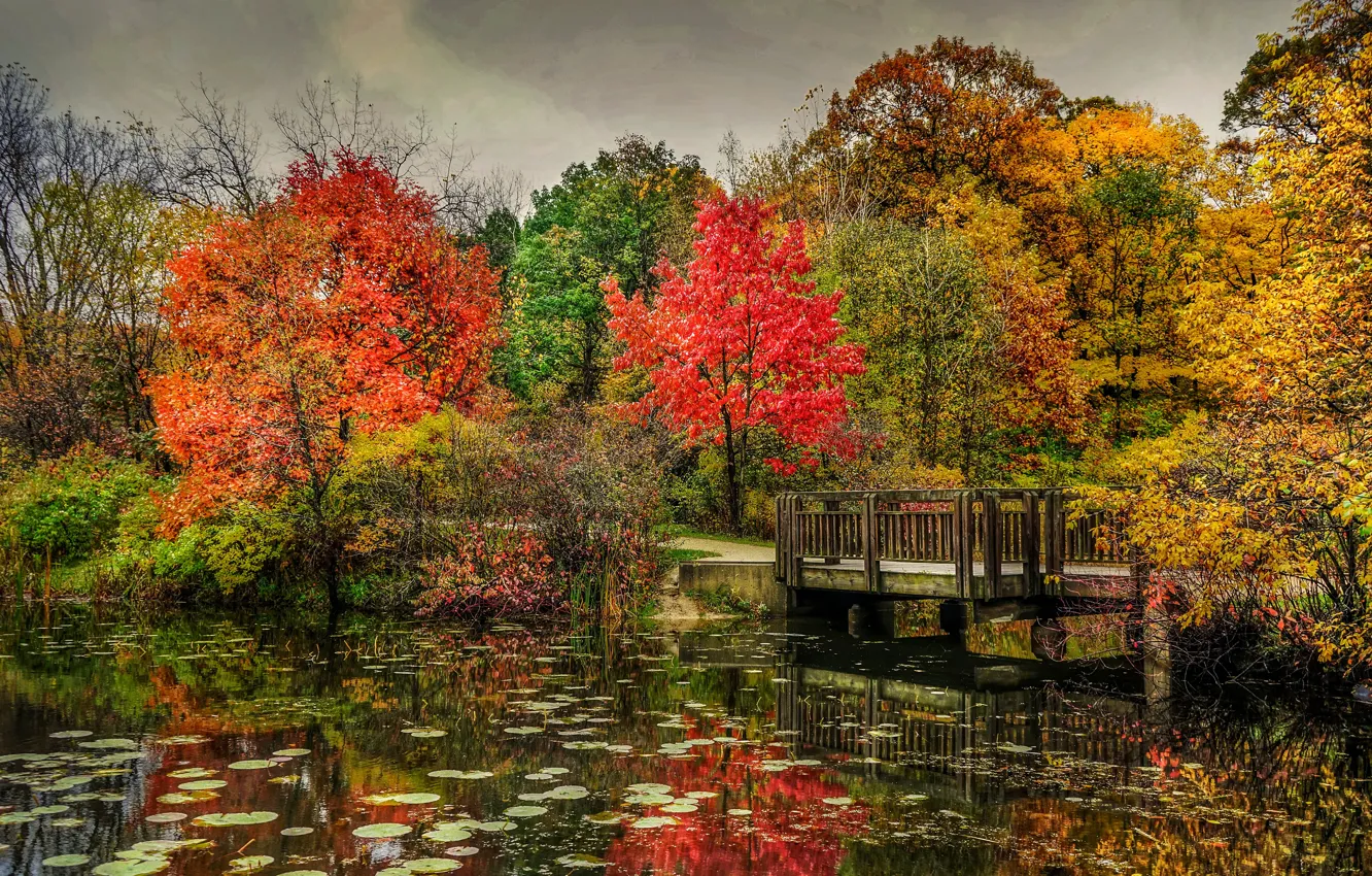 Фото обои осень, деревья, мост, природа, парк, река, фото