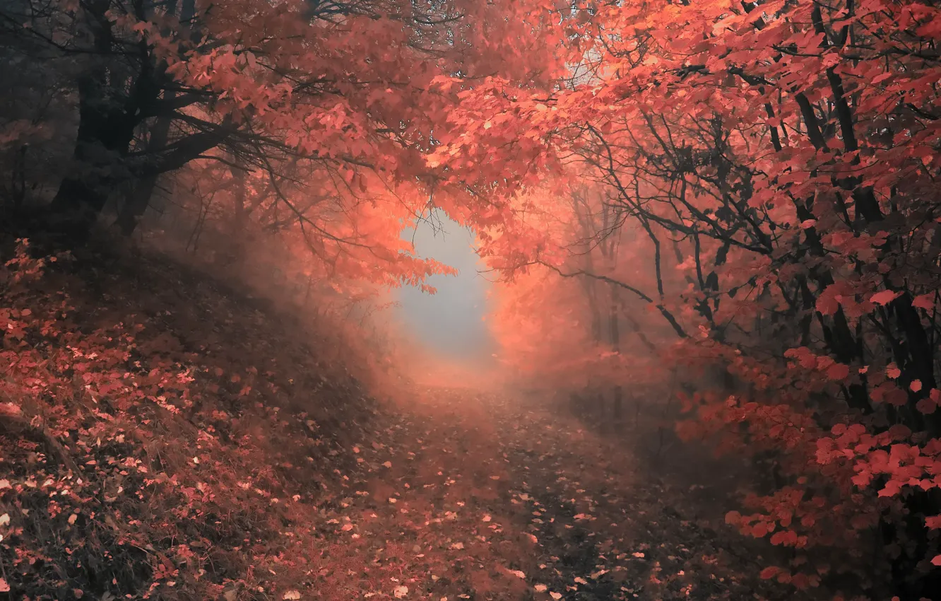 Фото обои осень, лес, деревья, туман, Природа, forest, листопад, роща