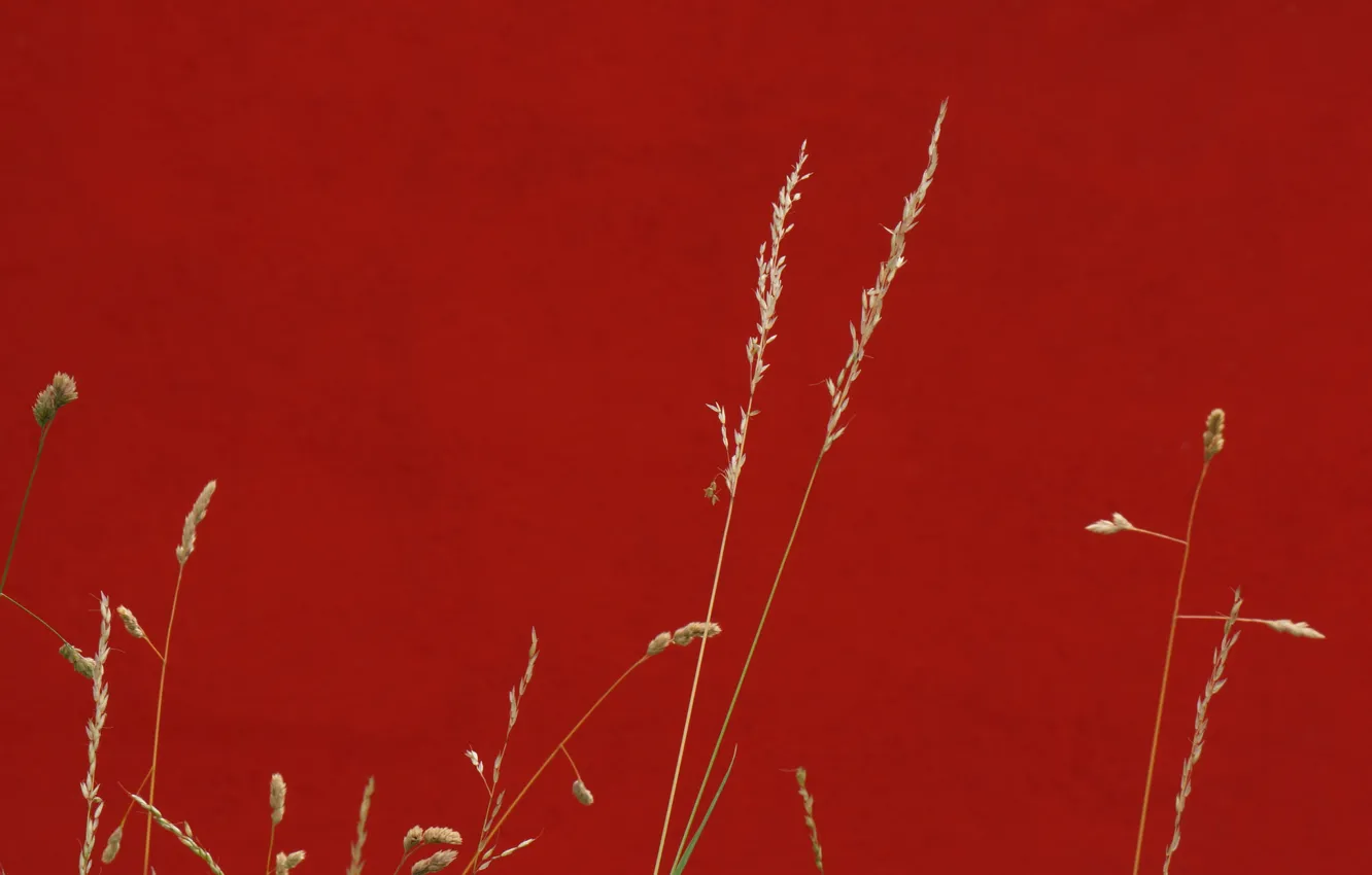 Фото обои трава, фон, цвет