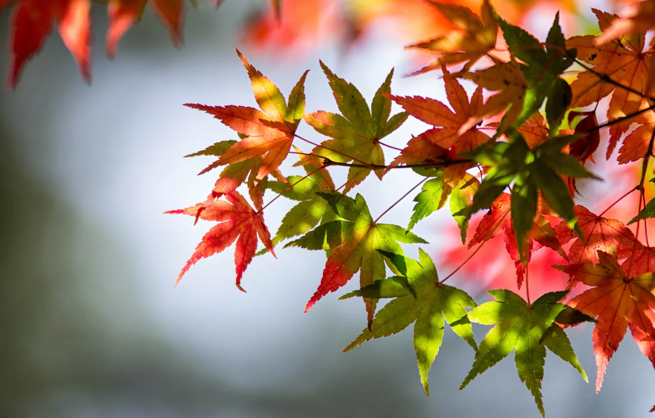 Фото обои осень, листья, зеленые листья, стебли, autumn, leaves, красные листья, боке