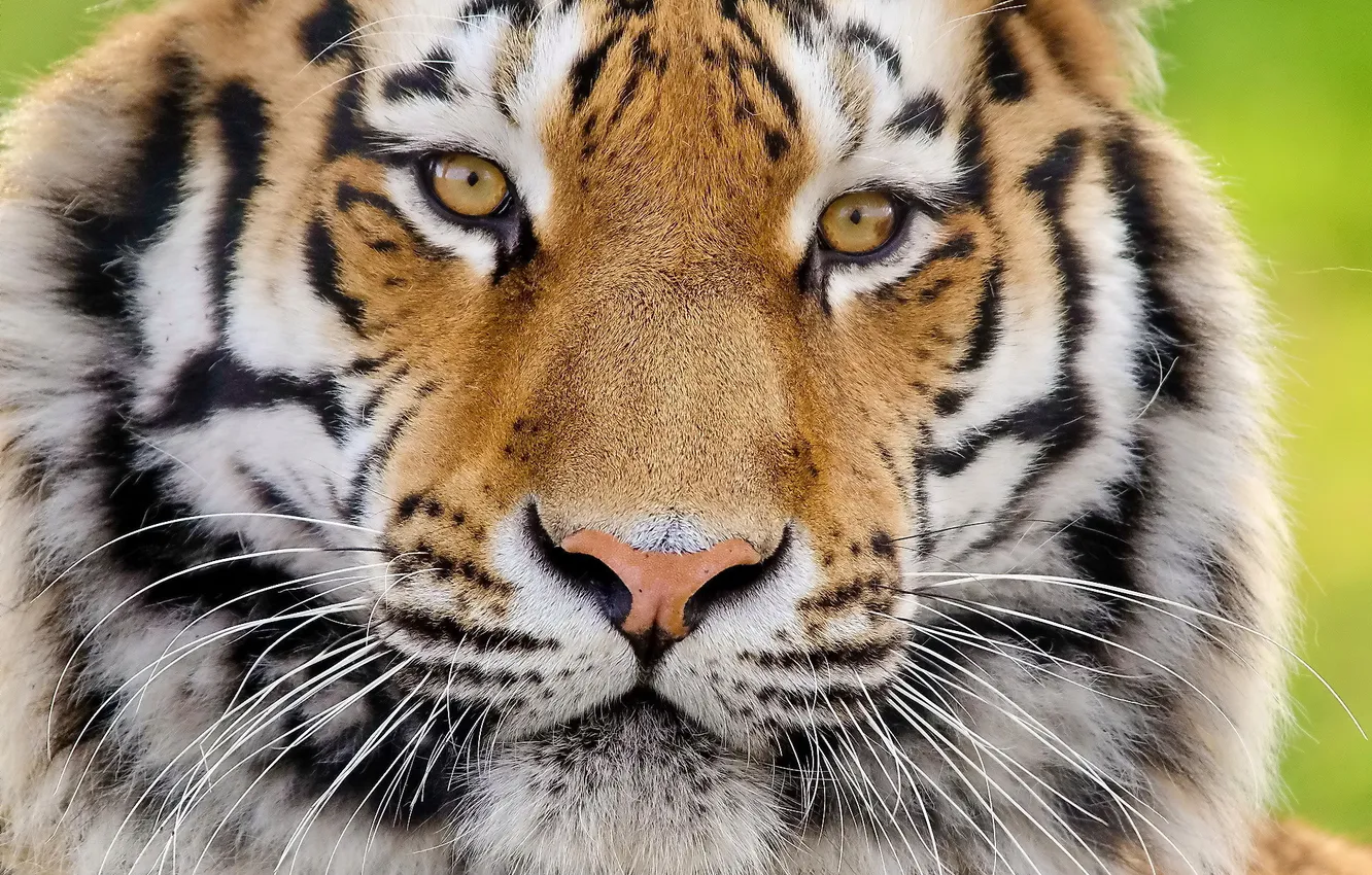 Фото обои взгляд, морда, тигр