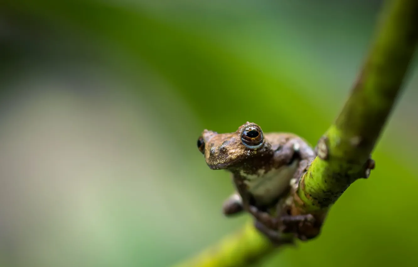 Фото обои forest, frog, Dendropsophus marmoratus