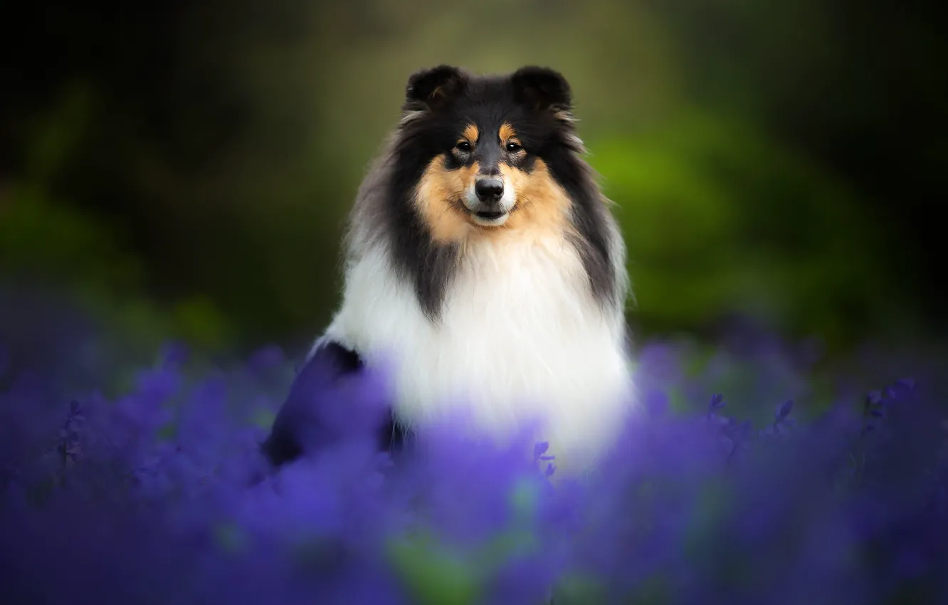 Фото обои цветы, собака, Колли