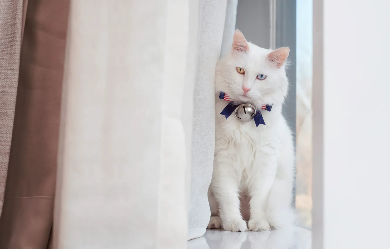 Фото обои кошка, белый, кот, взгляд, фон, светлый, пушистый, окно