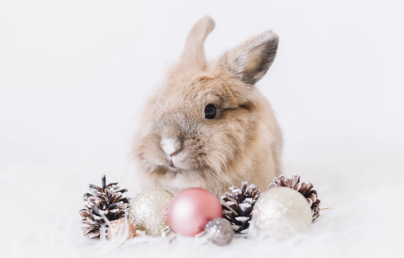 Фото обои шарики, снег, пушистый, кролик, белый фон, шишки, rabbit